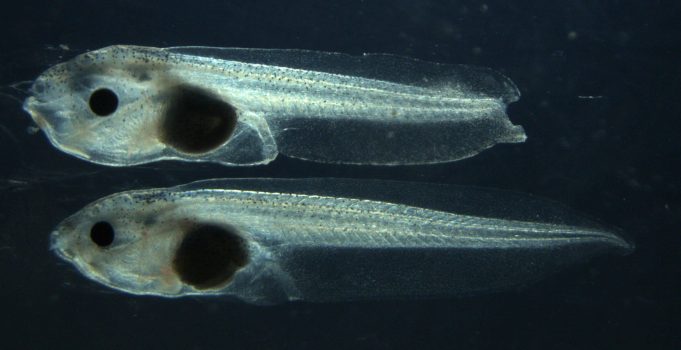 By cutting out one gene researchers remove a tadpoles ability to regenerate