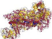 CRISPR enzyme programmed to kill viruses in human cells CRISPR enzyme programmed to kill viruses in human cells
