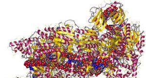 CRISPR enzyme programmed to kill viruses in human cells