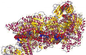 CRISPR enzyme programmed to kill viruses in human cells