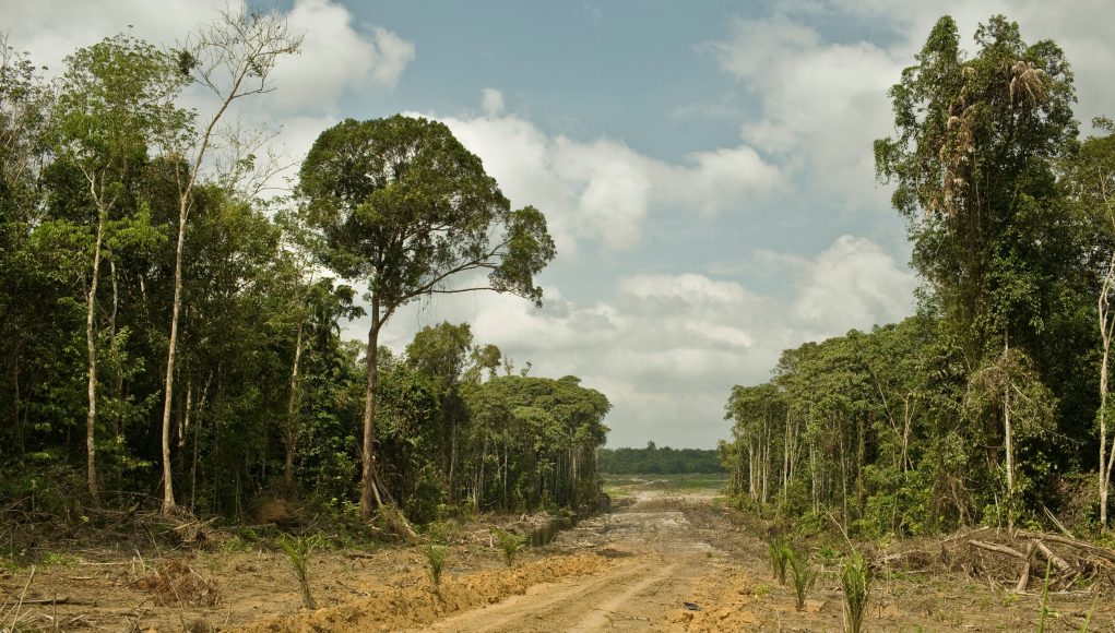 Carbon bomb Study says climate impact from loss of intact tropical forests grossly underreported