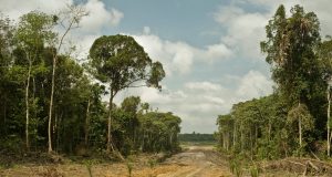 Carbon bomb Study says climate impact from loss of intact tropical forests grossly underreported