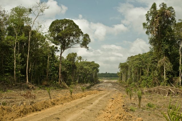 Carbon bomb Study says climate impact from loss of intact tropical forests grossly underreported Carbon bomb Study says climate impact from loss of intact tropical forests grossly underreported