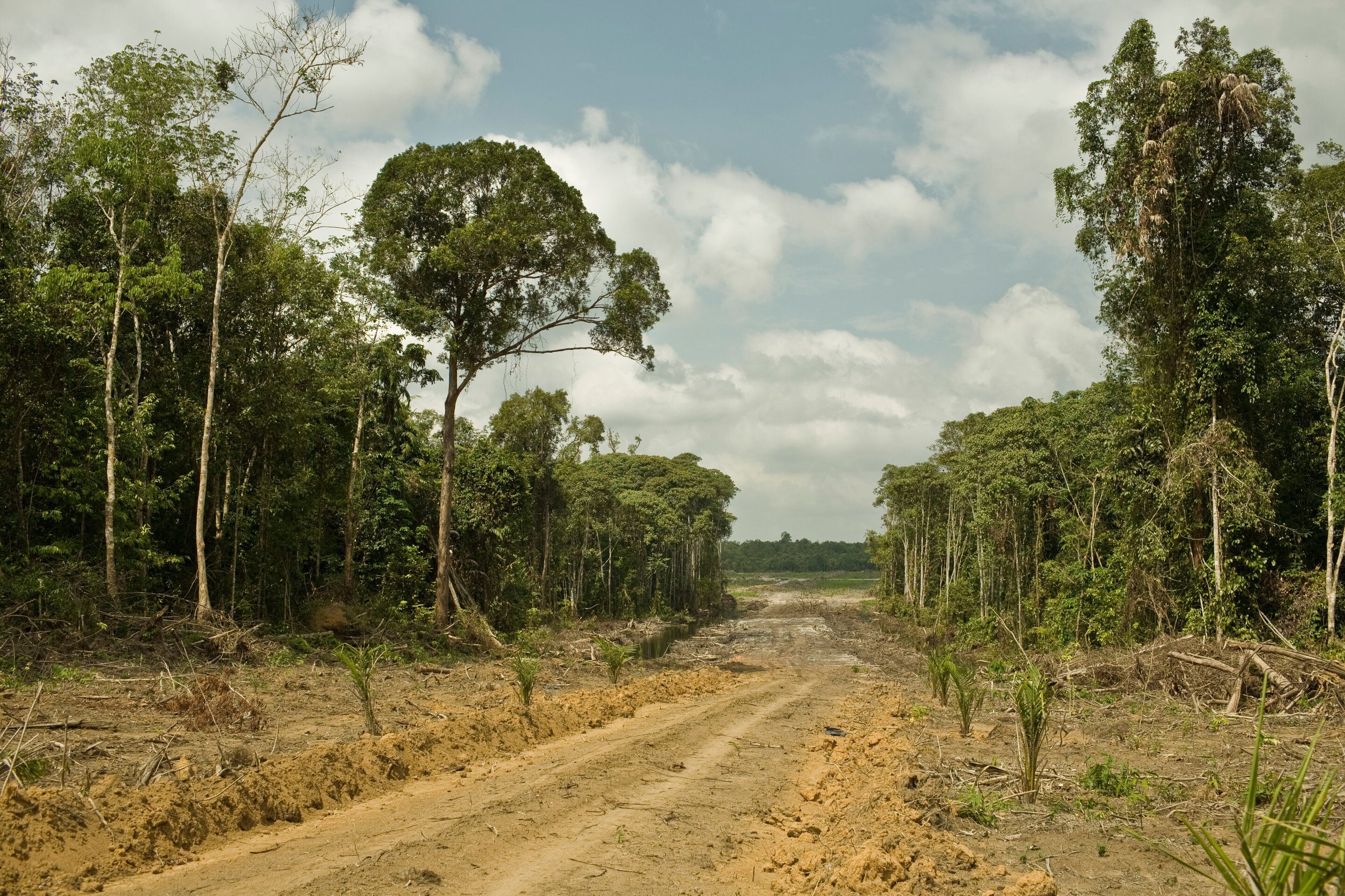 Carbon bomb Study says climate impact from loss of intact tropical forests grossly underreported