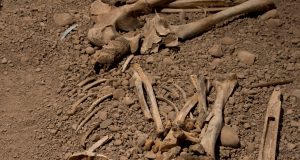 DNA study sheds new light on the people of the Neolithic Battle Axe Culture