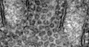 Discovery of cellular bike couriers clue to disease spreading