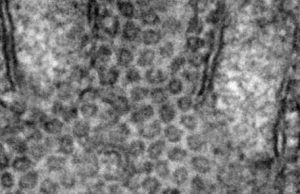 Discovery of cellular bike couriers clue to disease spreading