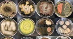First in depth study of marine fungi and their cell division cycles emerges