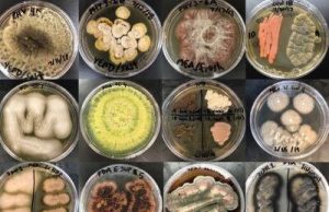 First in depth study of marine fungi and their cell division cycles emerges
