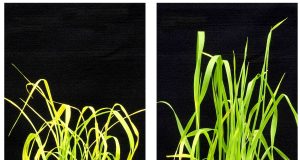 Game changer New chemical keeps plants plump