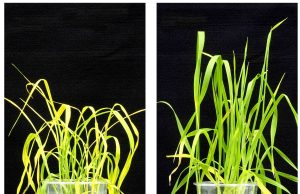 Game changer New chemical keeps plants plump