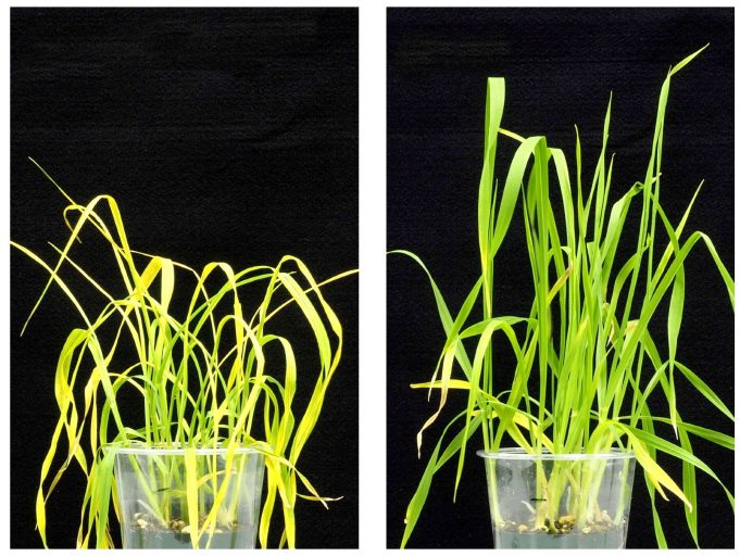 Game changer: New chemical keeps plants plump Game changer New chemical keeps plants plump