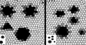 Honeybees are math stars