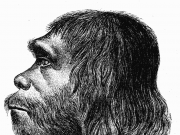 How differences in the genetic instruction booklet between humans and Neanderthals influenced traits