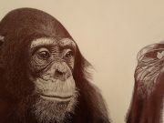 How human brain development diverged from great apes