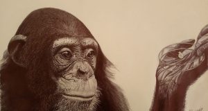 How human brain development diverged from great apes