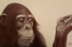 How human brain development diverged from great apes