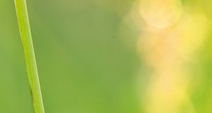 Insect decline more extensive than suspected