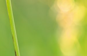 Insect decline more extensive than suspected