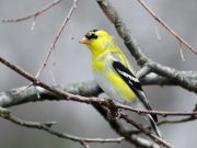 Investing in love and affection pays off for species that mate for life