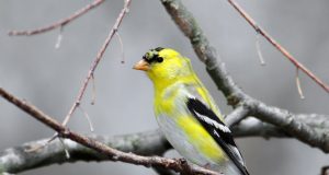 Investing in love and affection pays off for species that mate for life