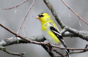 Investing in love and affection pays off for species that mate for life