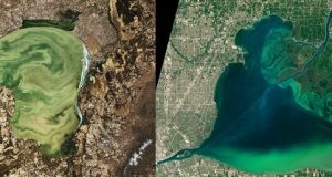 Lakes worldwide are experiencing more severe algal blooms