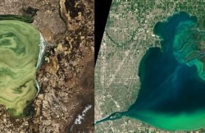 Lakes worldwide are experiencing more severe algal blooms