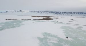 Last years extreme snowfall wiped out breeding of Arctic animals and plants