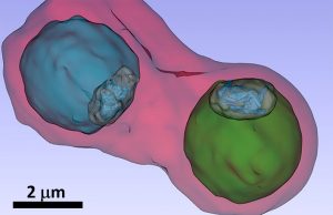 Malaria pathogen under the X ray microscope