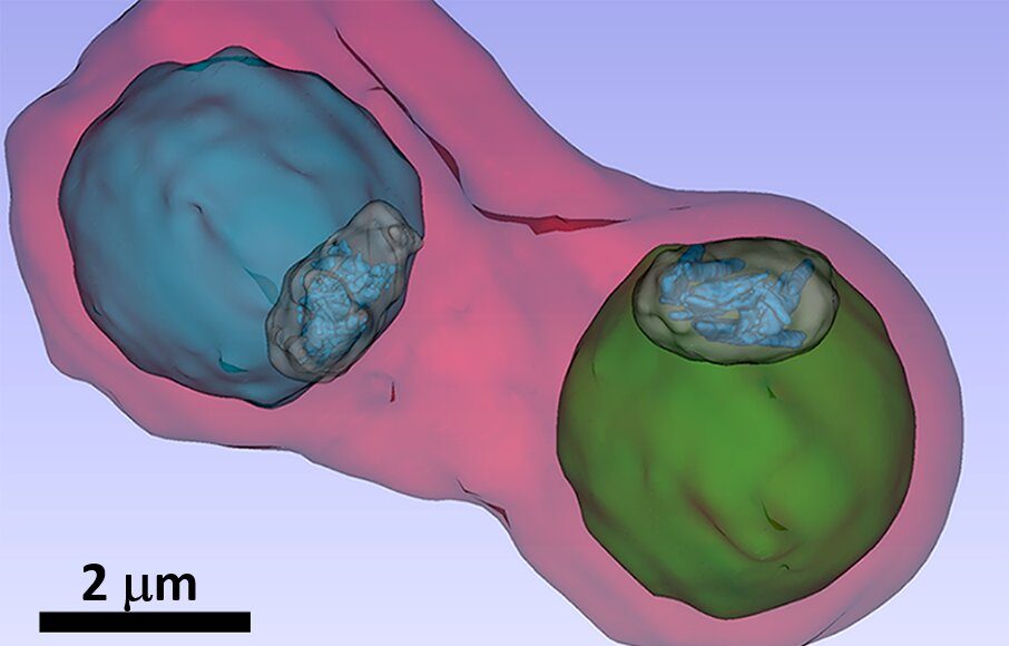 Malaria pathogen under the X ray microscope