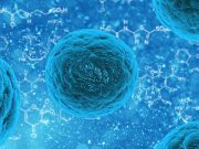 Male and female mice have different brain cells 1