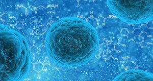 Male and female mice have different brain cells 1