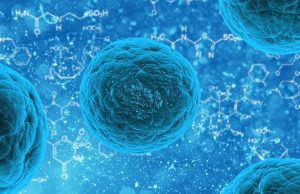 Male and female mice have different brain cells 1