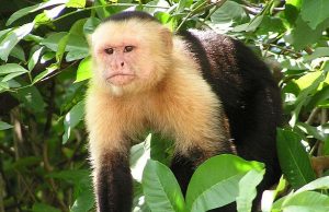 Monkeys outperform humans when it comes to cognitive flexibility study finds