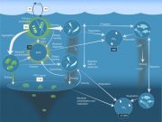 More than just whale food Krills influence on carbon dioxide and global climate