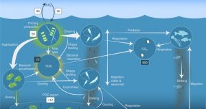 More than just whale food Krills influence on carbon dioxide and global climate