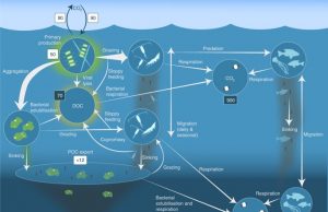 More than just whale food Krills influence on carbon dioxide and global climate