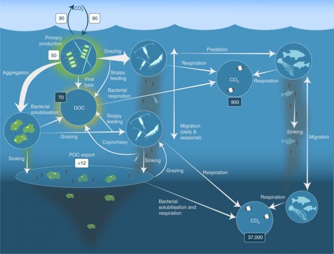 More than just whale food: Krill’s influence on carbon dioxide and global climate More than just whale food Krills influence on carbon dioxide and global climate