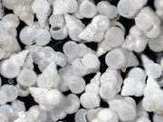 Mystery solved Ocean acidity in the last mass extinction