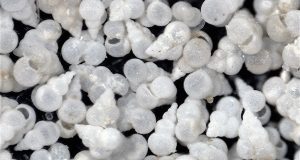 Mystery solved Ocean acidity in the last mass extinction
