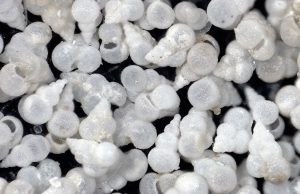 Mystery solved Ocean acidity in the last mass extinction