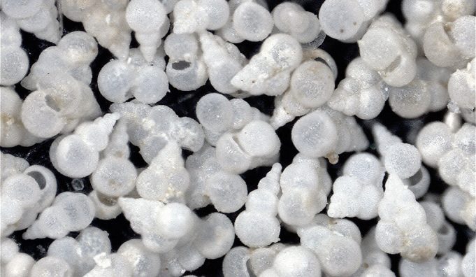Mystery solved Ocean acidity in the last mass extinction