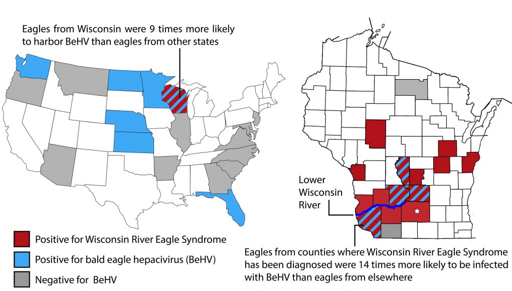Newly discovered virus infects bald eagles across America