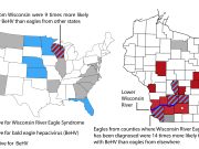 Newly discovered virus infects bald eagles across America