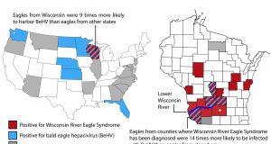 Newly discovered virus infects bald eagles across America