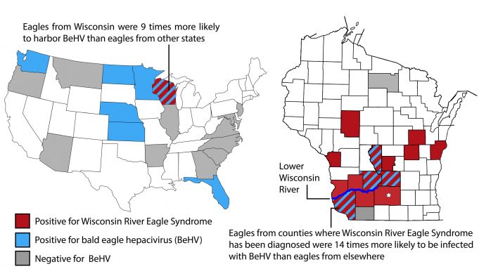 Newly discovered virus infects bald eagles across America