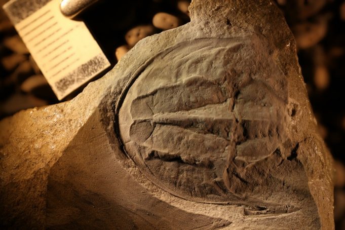 Oddness of Australian creatures goes way back Oddness of Australian creatures goes way back