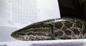 Poor water conditions drive invasive snakeheads onto land