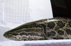 Poor water conditions drive invasive snakeheads onto land